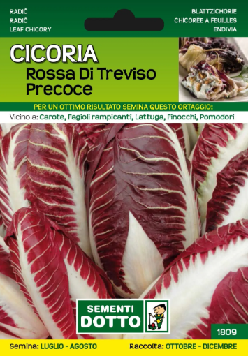 Immagine di BUSTA PICCOLA CICORIA ROSSA DI TREVISO PRECOCE