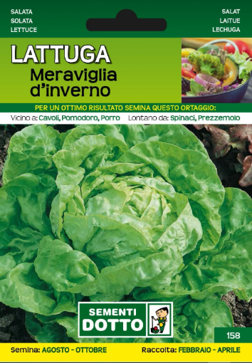 Immagine di BUSTA PICCOLA LATTUGA MERAVIGLIA DINVERNO
