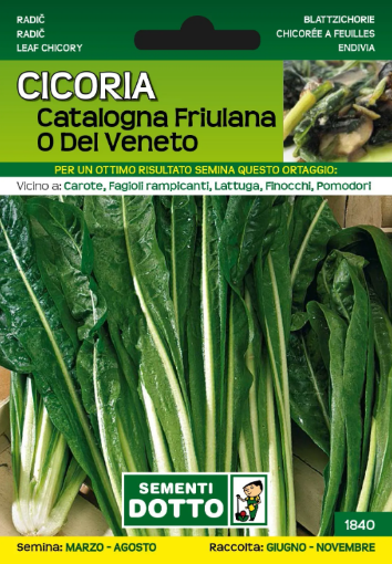 Immagine di BUSTA PICCOLA CICORIA CATALOGNA FRIULANA O DEL VENETO