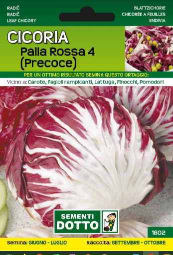 Immagine di BUSTA PICCOLA CICORIA PALLA ROSSA 4 (PRECOCE)