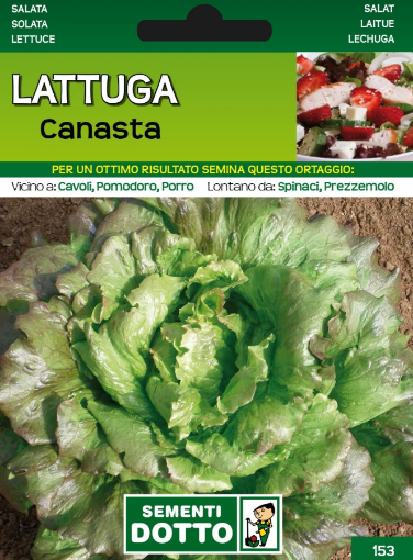 Immagine di BUSTA PICCOLA LATTUGA CANASTA