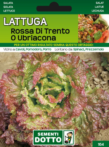 Immagine di BUSTA PICCOLA LATTUGA ROSSA DI TRENTO