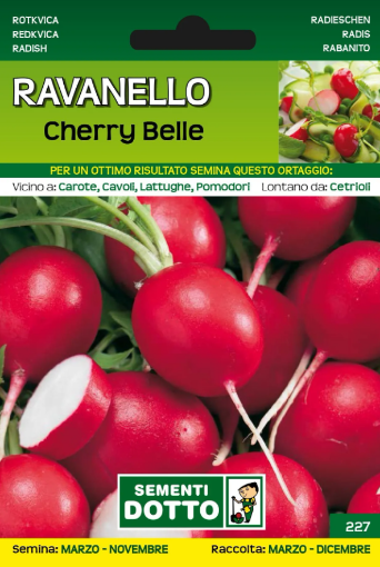 Immagine di BUSTA PICCOLA RAVANELLO CHERRY BELLE