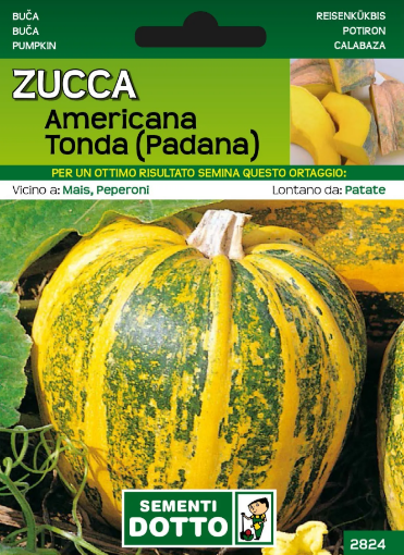 Immagine di BUSTA PICCOLA ZUCCA AMERICANA TONDA (PADANA)