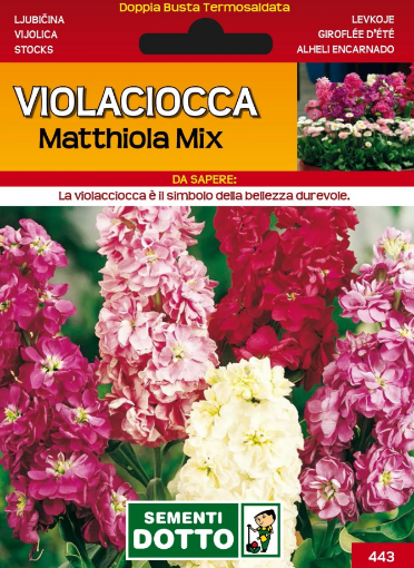 Immagine di BUSTA PICCOLA VIOLACIOCCA DI NIZZA