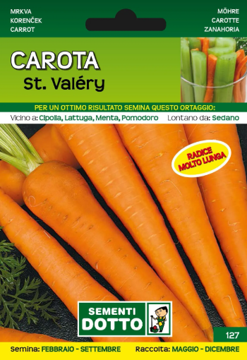 Immagine di BUSTA GRANDE CAROTA ST. VALèRY
