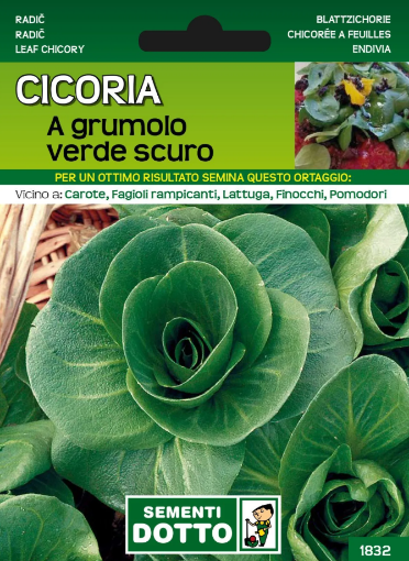 Immagine di BUSTA GRANDE CICORIA A GRUMOLO VERDE SCURO