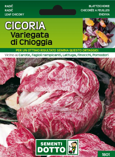 Immagine di BUSTA GRANDE CICORIA VARIEGATA DI CHIOGGIA
