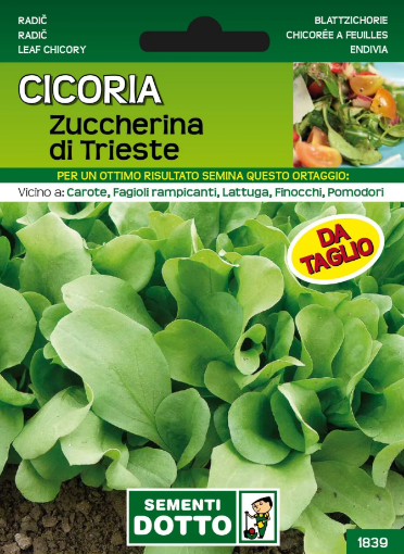 Immagine di BUSTA GRANDE CICORIA TRIESTINA DA TAGLIO