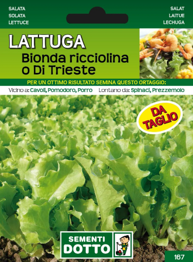 Immagine di BUSTA GRANDE LATTUGA BIONDA RICCIOLINA O DI TRIESTE