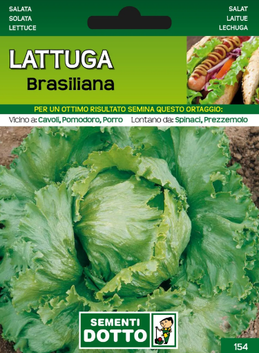 Immagine di BUSTA GRANDE LATTUGA BRASILIANA