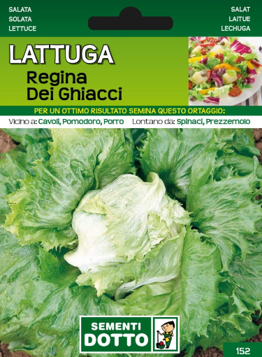 Immagine di BUSTA GRANDE LATTUGA REGINA DEI GHIACCI