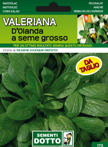 Immagine di BUSTA GRANDE VALERIANA DOLANDA A SEME GROSSO