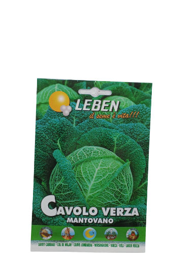 Immagine di CAVOLO VERZA MANTOVANO