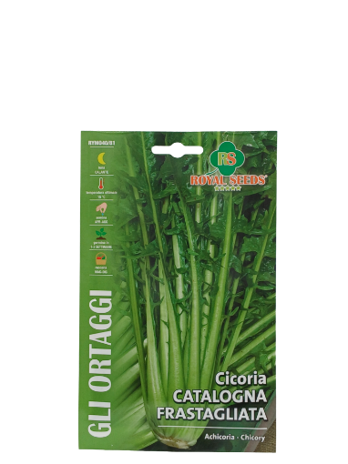 Immagine di CICORIA CATALOGNA FRASTAGLIATA MAXI