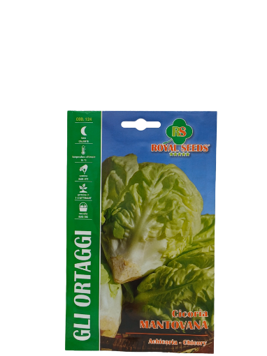 Immagine di BUSTA CICORIA MANTOVANA MAXI