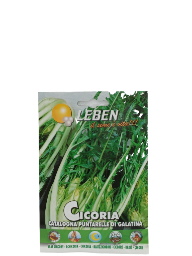 Immagine di CICORIA CATALOGNA PUNTARELLE DI GALATINA