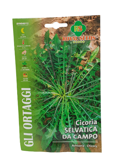 Immagine di CICORIA SELVATICA DA CAMPO MAXI