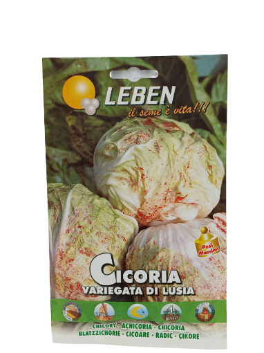Immagine di CICORIA VARIEGATA DI LUSIA LBM