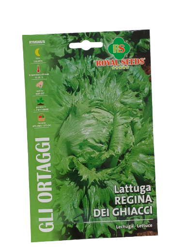 Immagine di BUSTA LATTUGA REGINA DEI GHIACCI MAXI