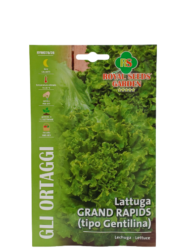 Immagine di LATTUGA GRAND RAPIDS MAXI
