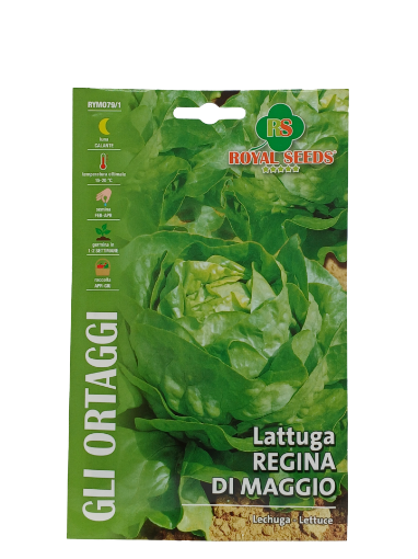 Immagine di LATTUGA REGINA D.MAGGIO MAXI