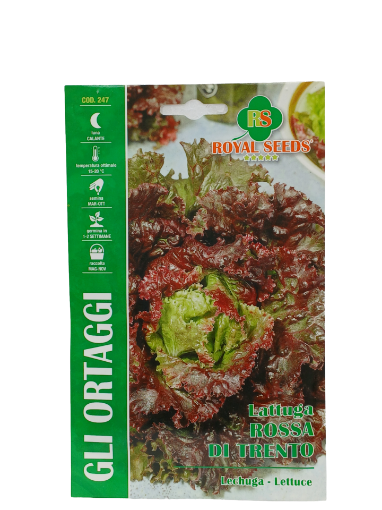 Immagine di BUSTA LATTUGA ROSSA DI TRENTO MAXI