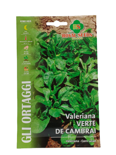 Immagine di VALERIANA VERDE CAMBRAI MAXI