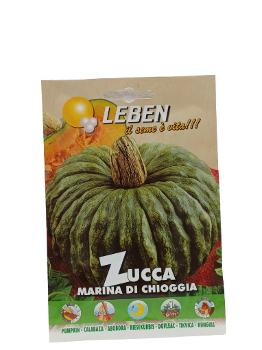 Immagine di ZUCCA MARINA DI CHIOGGIA