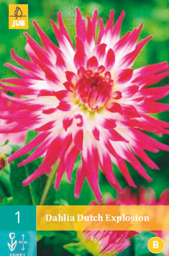 Immagine di DAHLIA CACTUS ALTA HAYLEY JANE N.1 BULBO