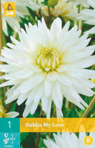 Immagine di DAHLIA CACTUS ALTA MY LOVE H.110 N.1 BULBO