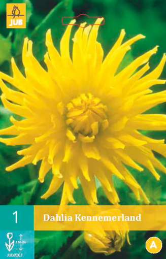 Immagine di DAHLIA CACTUS KENNEMERLAN GIALLA N.1 BULBO
