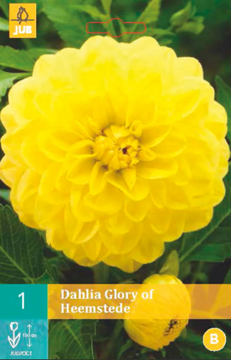 Immagine di DAHLIA DEC. ALTA GLORY OF HEEMSTEDE GIALLO N.1 BULBO