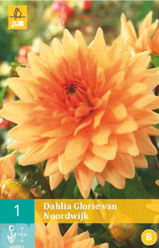 Immagine di DAHLIA DEC. ALTA GLORY VAN NORDWIJK ARANC. N.1 BULBO