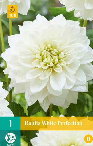 Immagine di DAHLIA DEC. ALTA POLARI ICE BIANCA N.1 BULBO