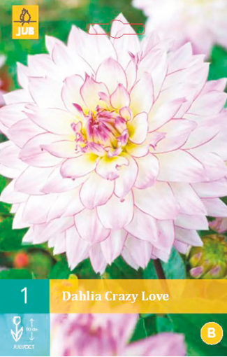 Immagine di DAHLIA DEC. FERNCLIFF ILLUSION N.1 BULBO