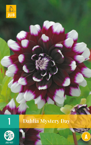 Immagine di DAHLIA DEC. MISTERY DAY VIOLA/BIANCO N.1 BULBO