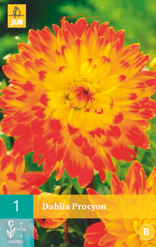 Immagine di DAHLIA DEC. PROCYON GLL-RSS N.1 BULBO