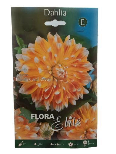 Immagine di DAHLIA DEC. ALTA PEACHES CREAM ARANCIO/GIALLO N.1 BULBO