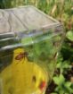 Immagine di CYMATRAP GARDEN (CIMICE ASIATICA)